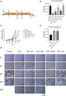 The SAR analysis of dietary polyphenols and their antagonistic effects on bortezomib at physiological concentrations